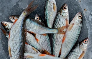 Fresh whole river fish cleaned and ready to cook